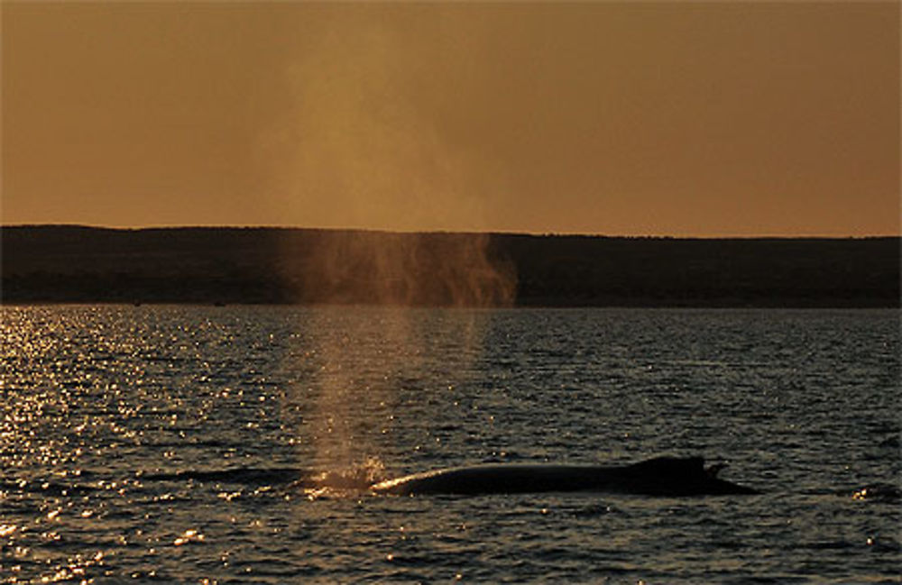 Baleine à bosses