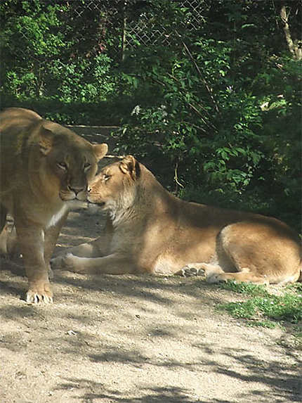 Les 2 lionnes