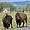 Bisons dans le Grand Teton National Park