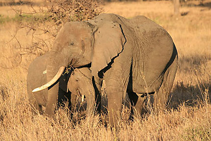 Eléphant et son petit