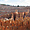 Bryce canyon - panoramique