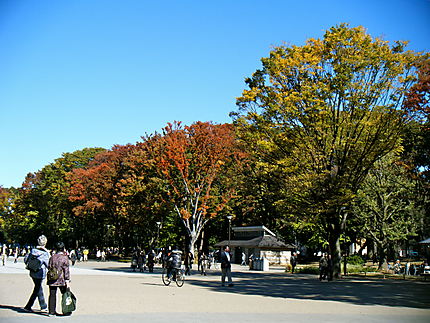 Parc d'Ueno en automne, Tokyo