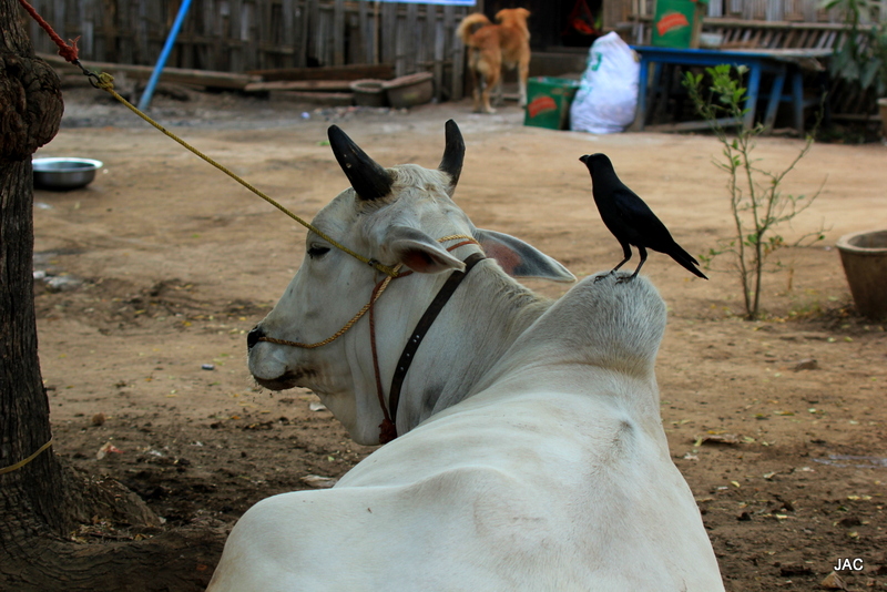 La vache et le corbeau La vache et le corbeau