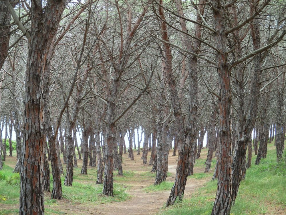 Balade forêt de pins