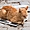 Alger - Casbah - Un chat sur son petit tapis