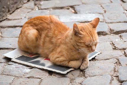 Alger - Casbah - Un chat sur son petit tapis
