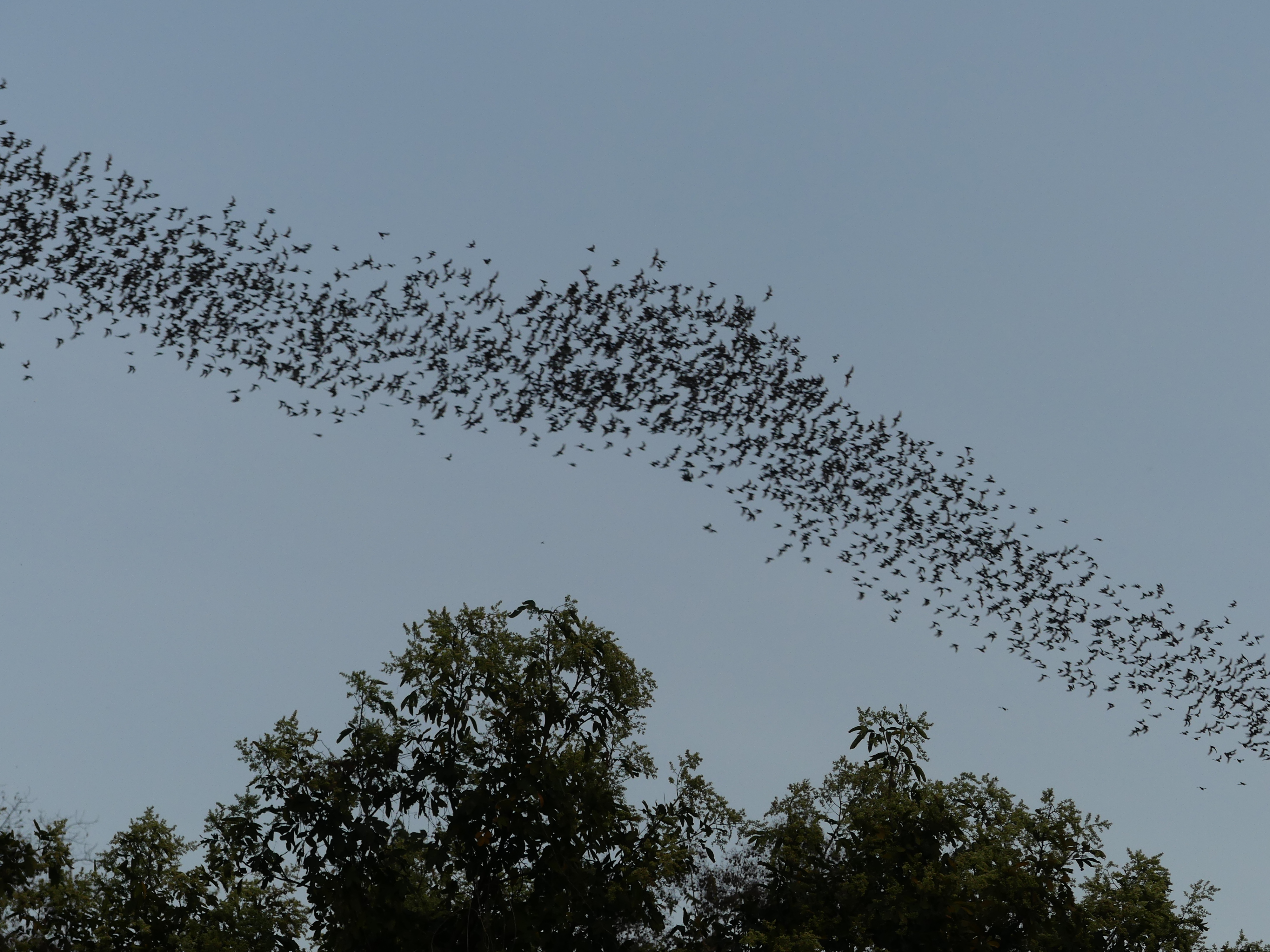 Millions de chauves-souris Millions de chauves-souris