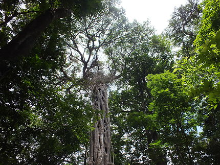 Ficus-tronc