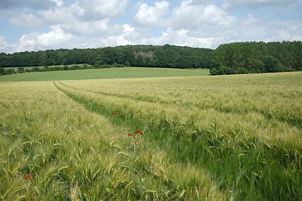 Balade champêtre à SPy