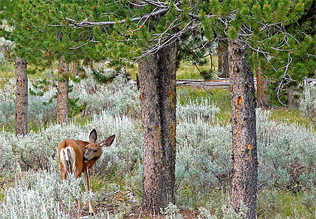 Un cerf-mulet dans le Grand Teton National Park Un cerf-mulet dans le Grand Teton National Park