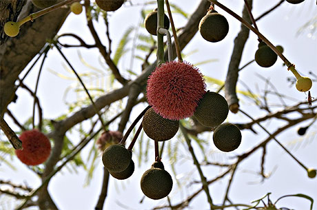 Fruit du néré avant de sécher Fruit du néré avant de sécher