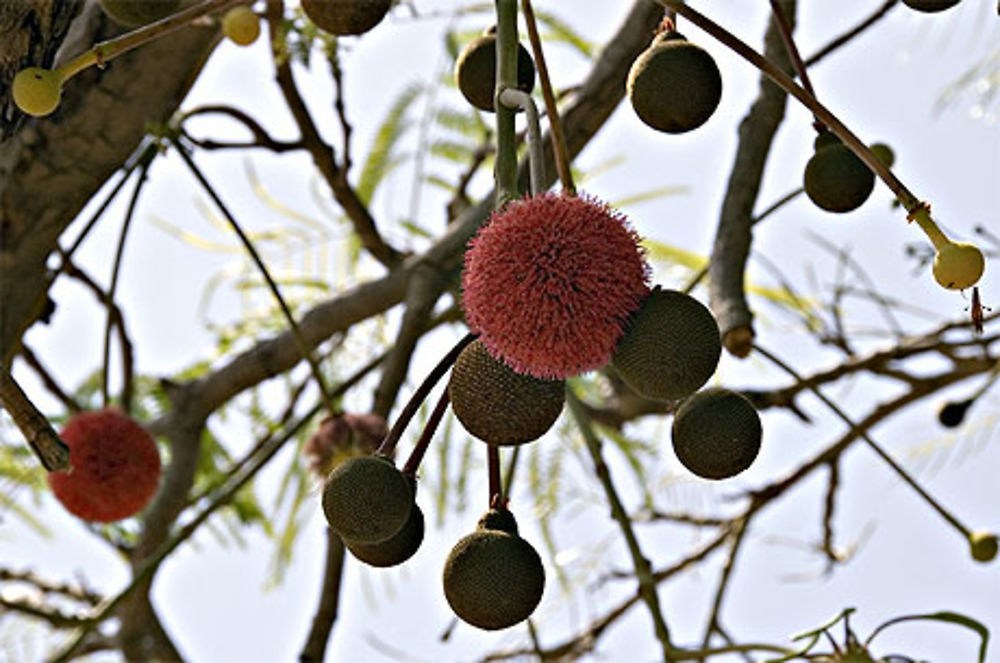 Fruit du néré avant de sécher 