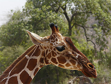 Portrait de Girafe