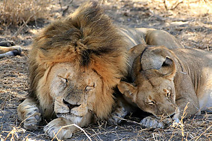Couple de lion