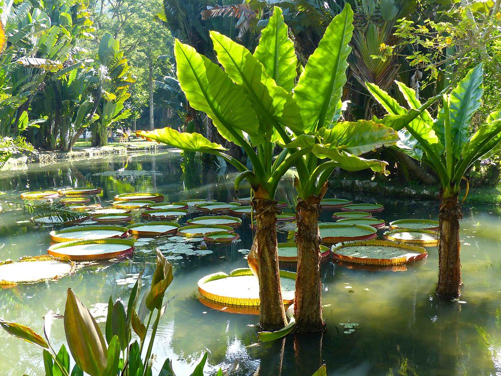 Jardin Botanique