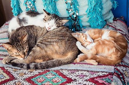 Essaouira, Sieste tendresse pour ces chats