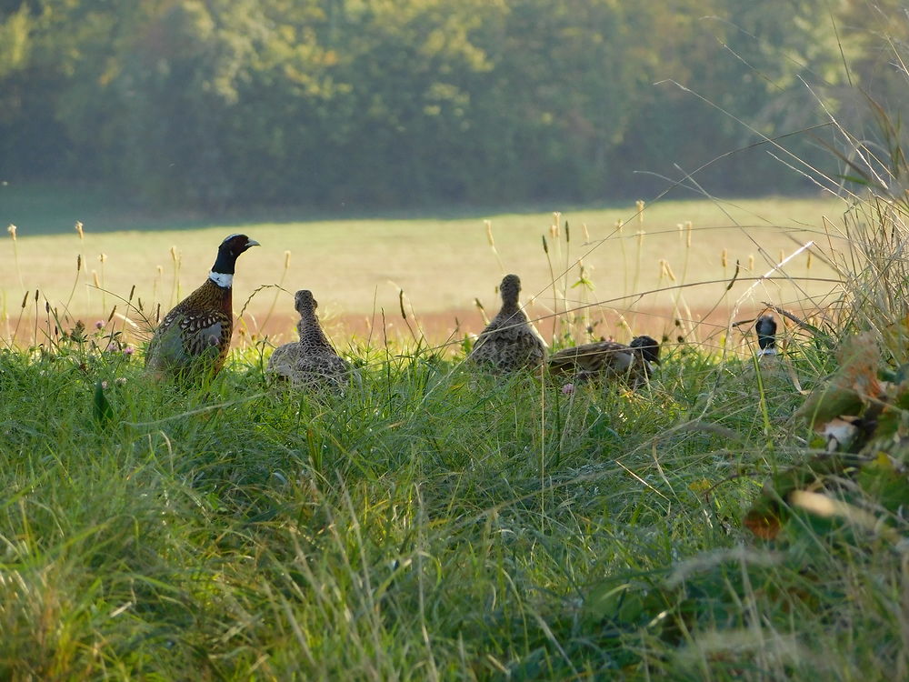 Cadeau de la nature à Bulson