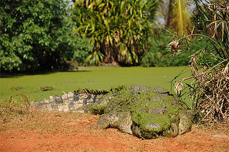 Crocodile d'eaux salées