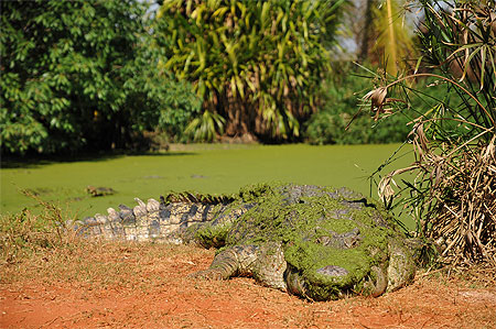 Crocodile d'eaux salées Crocodile d'eaux salées
