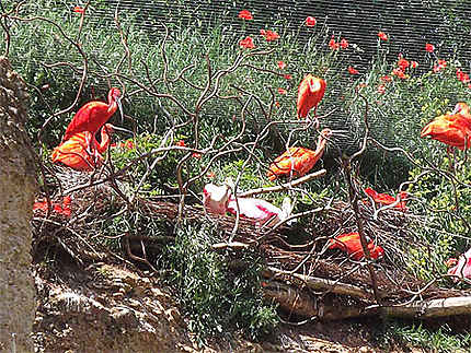 Des ibis rouges dans les coquelicots