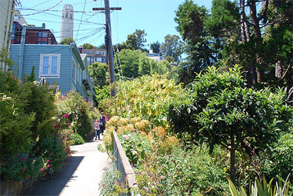 Filbert Steps