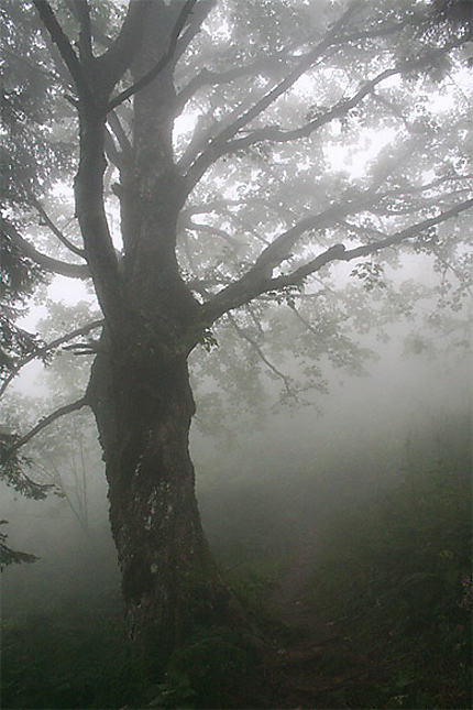 La forêt dans la brume