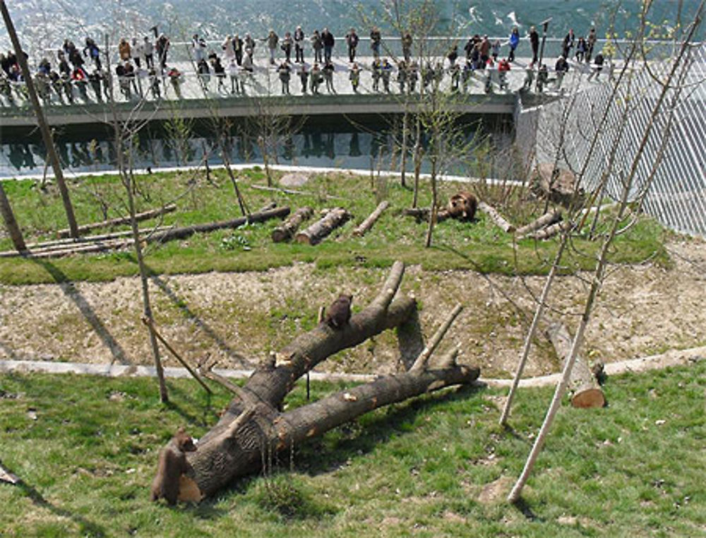 Les ours de Bern