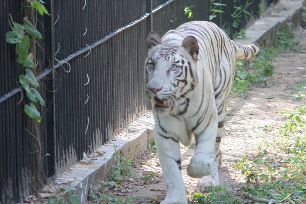 Zoo de Delhi