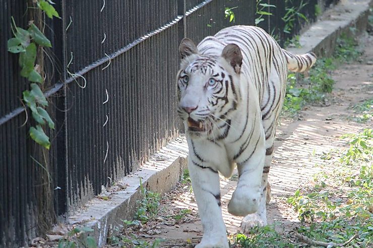 Zoo de New Delhi - Vahinesa
