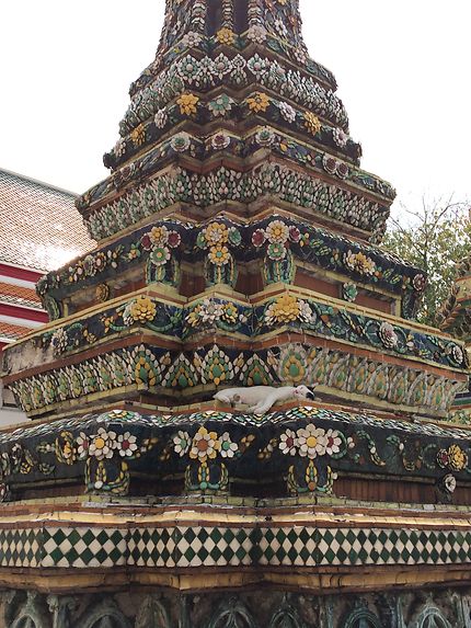 Chat va bien au Wat Pho!