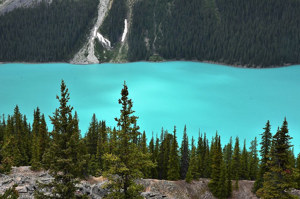 Lac Peyto