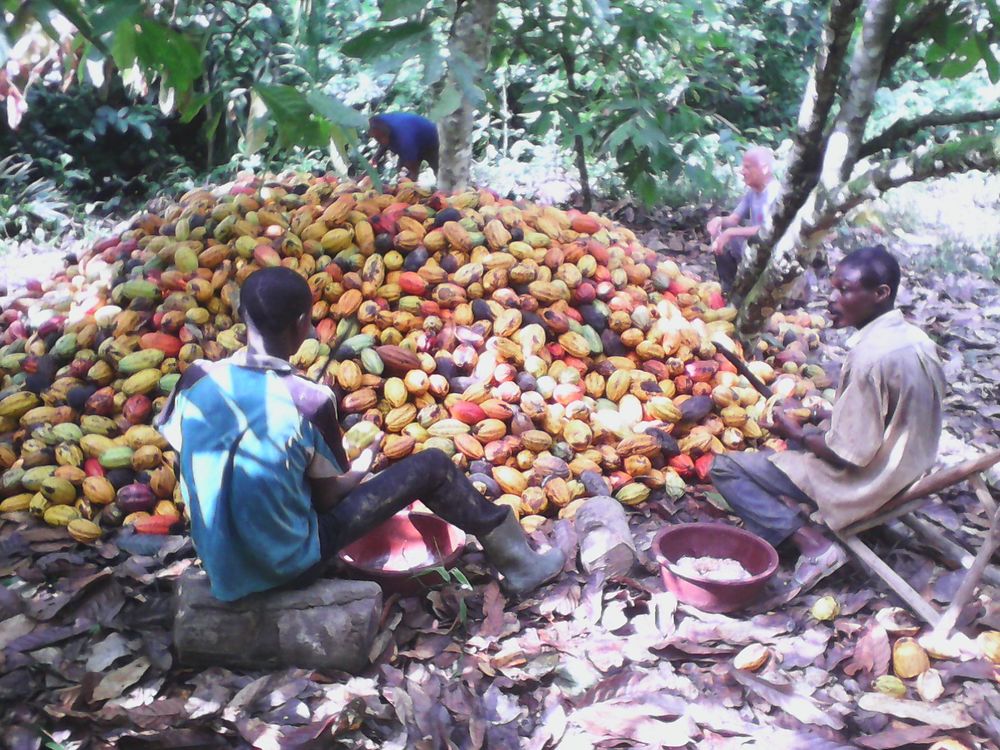 Cabosse de Cacao