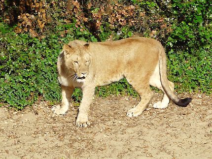 Lionne au zoo de la Palmyre