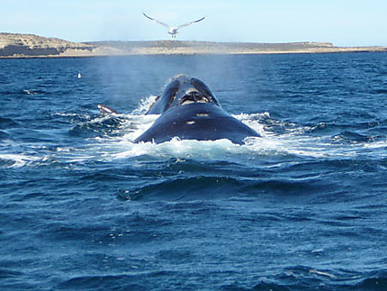 Baleine joueuse à la péninsule Valdes