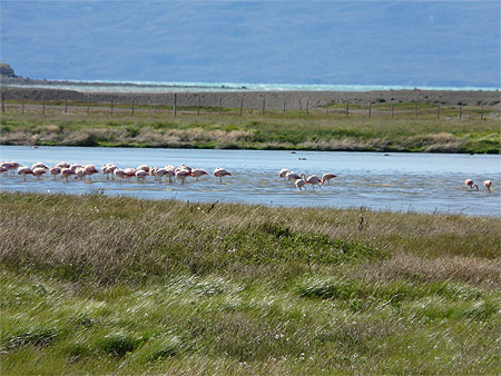 Flamants roses Flamants roses