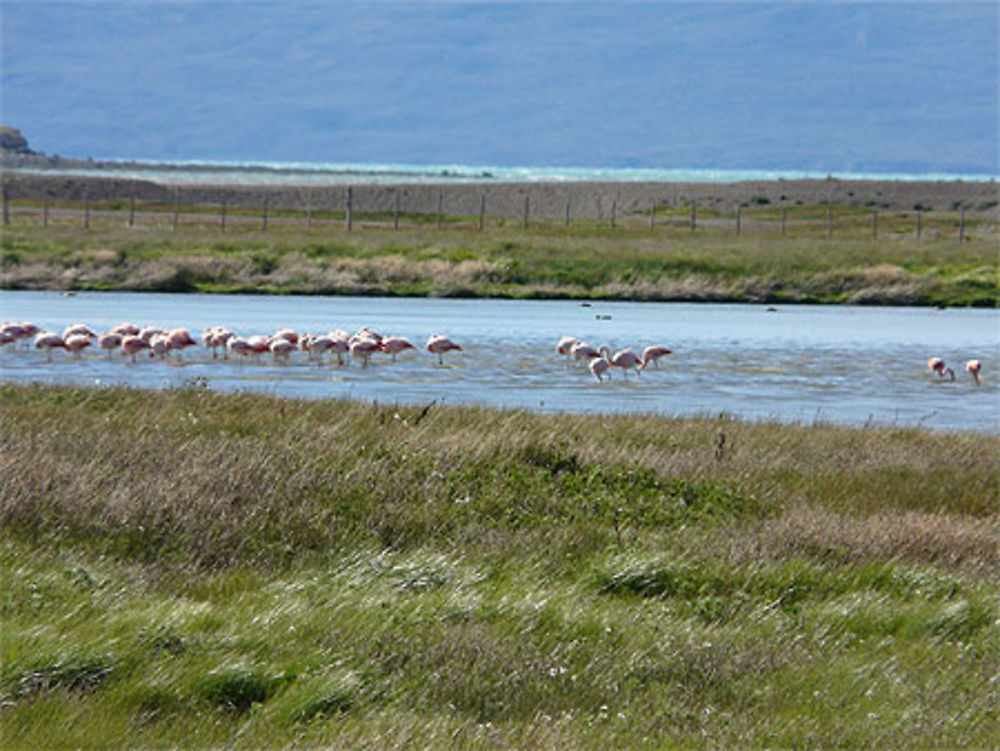 Flamants roses