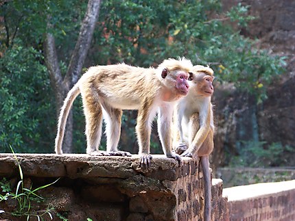 Famille de macaques
