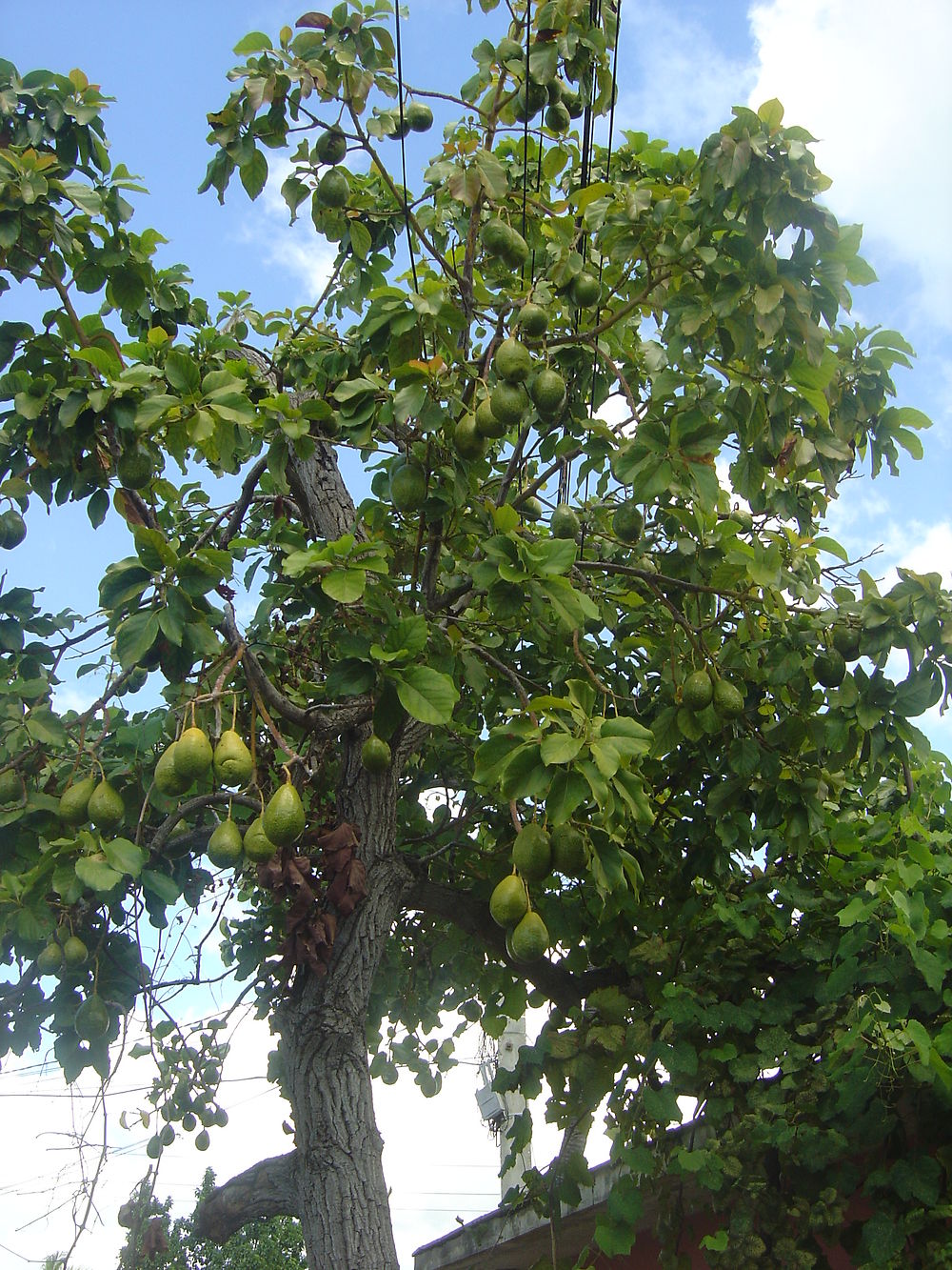 Fruits avocats