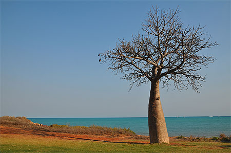 Baobab Baobab