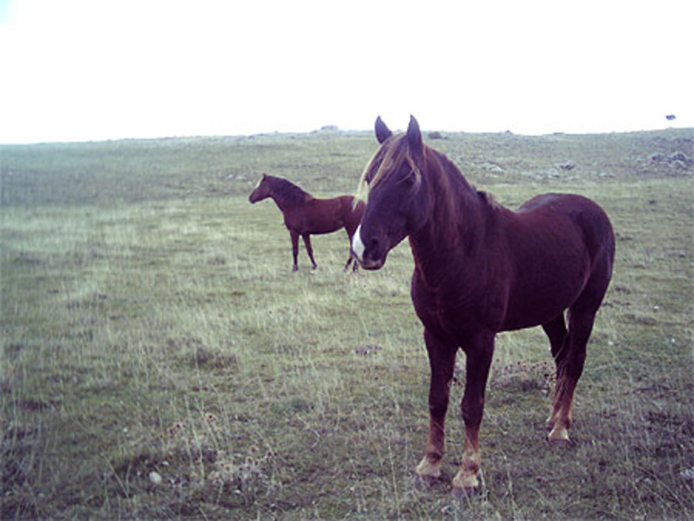 Bouzeguene-Wanari