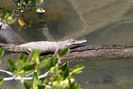 Crocodile dans la mangrove