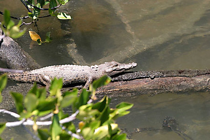 Crocodile dans la mangrove