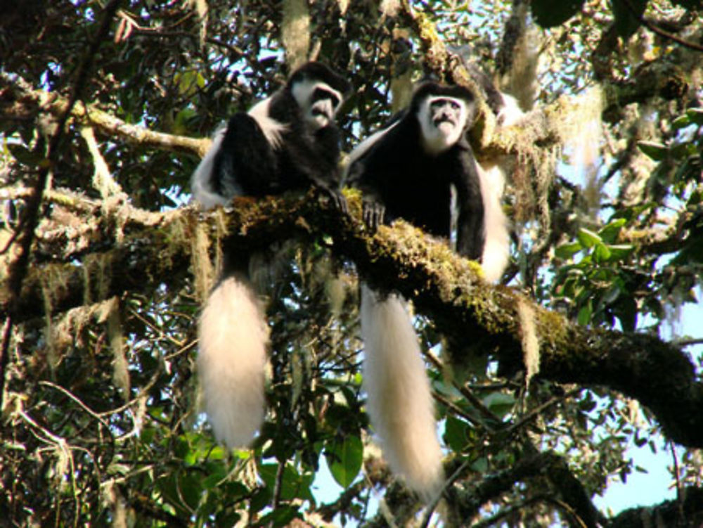 Des singes Colobus