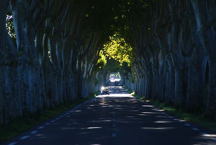 Tunnel végétal