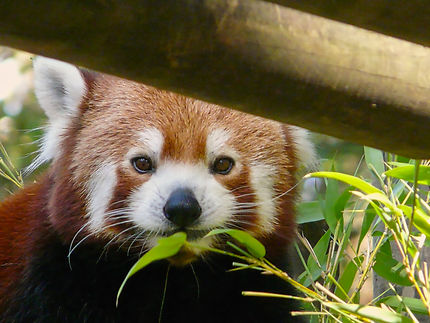 Un panda roux au zoo de la Palmyre