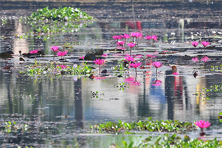 Nénuphars de Backwaters Nénuphars de Backwaters