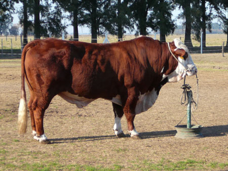 gros taureau gros taureau