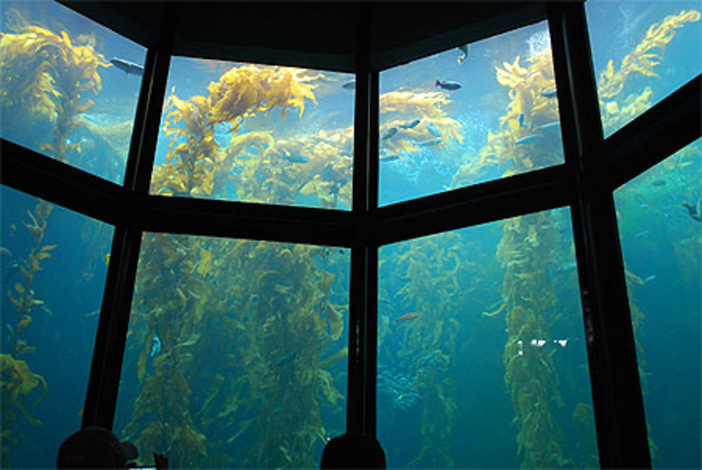 La Kelp Forest