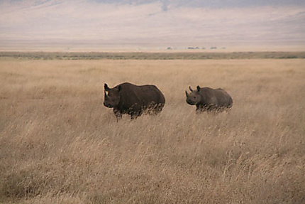 La famille Rhino au complet
