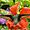 Colibri butinant une fleur d'hibiscus